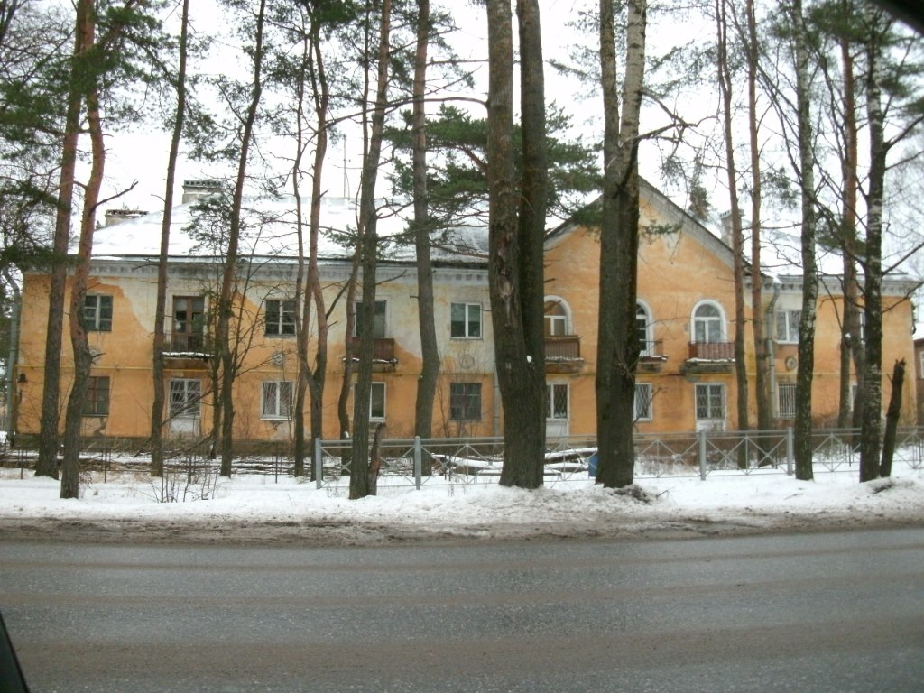 Сталинки в Ижоре окружены вековыми соснами. Фото: twitter.com